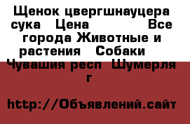 Щенок цвергшнауцера сука › Цена ­ 25 000 - Все города Животные и растения » Собаки   . Чувашия респ.,Шумерля г.